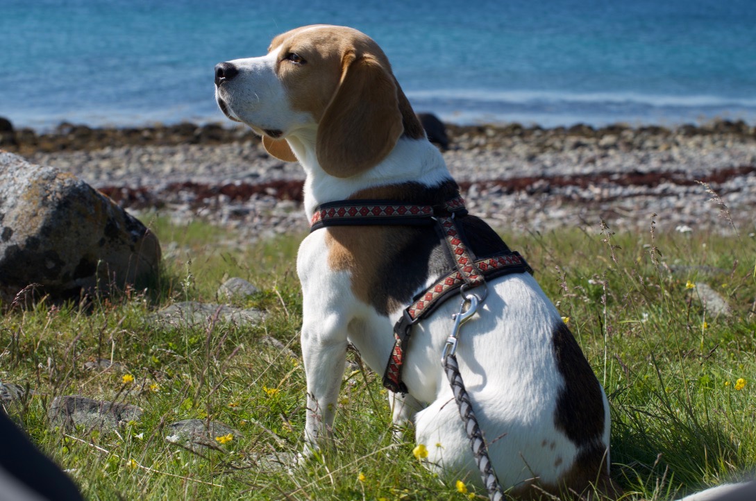 Beagle Beckmann, Bochum